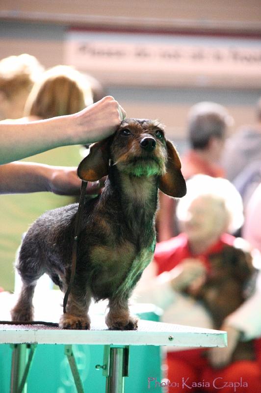 Crufts2011_2 888.jpg